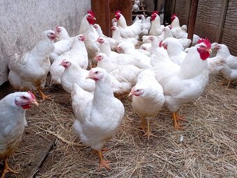 Plymutka biela násadové vajcia - 3