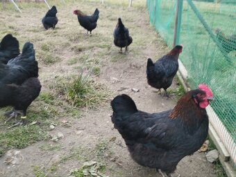 nasadove vajíčka, vajcia - 3