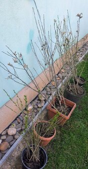 Ibištek sýrsky - 3