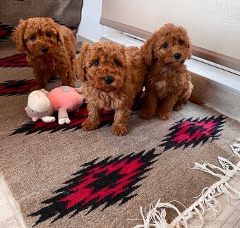 Pudel pudlik poodle - 3