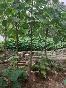 Cisarsky strom Paulownia a Aloe vera - 3