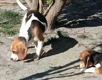 Beagle, bigel, bigl bez PP - 3