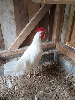 Leghorn - 3