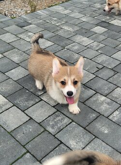 Welsh Corgi Pembroke - 3