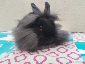 Zakrslý králik,zakrsly zajačik,zdrobneny zajačik - 3