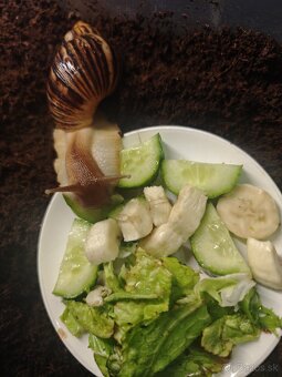 Africké slimáky - 3