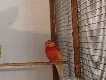 Papagáj spevavý - 3