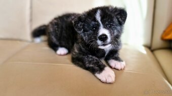 Akita inu, pejsek s PP. - 3