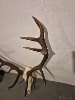 Trofej,parohy,zhody - 3