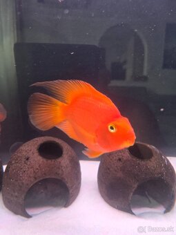 Parrot red - 3