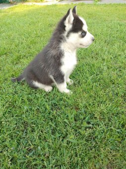 Šteniatka sibírsky husky - 3