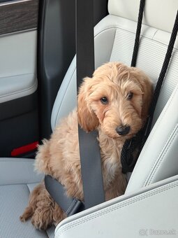 Golden doodle šteniatko - 3