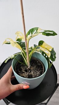 Monstera adansonii veriegata - izbova rastlina - 3