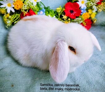 Zakrslý baranček s VP samička modrooká - 3