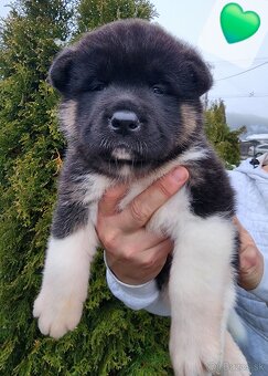 Americká akita s PP - 3