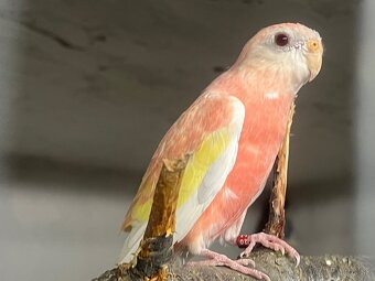 Neofemy búrkové prírodne , lutino , - 3