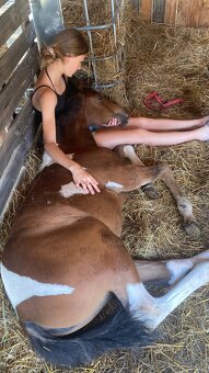 Výnimočná kobylka na predaj - 3