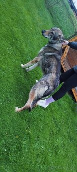 Československý vlčiak - 3