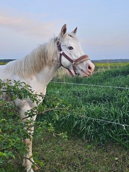 Paint Horse, aph žrebček - 3