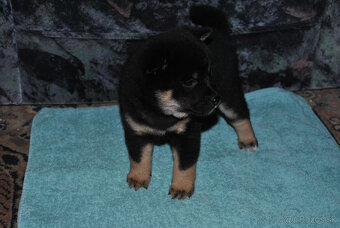 Shiba Inu- predaj šteniatok - 3