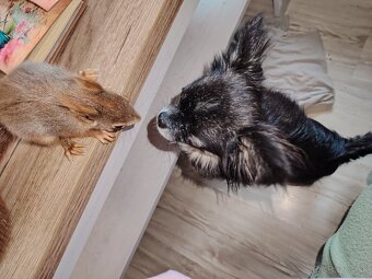 Veverička obyčajná Sciurus vulgaris - 3