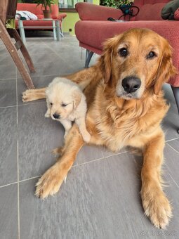 Zlaty retriever - 3