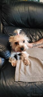 Predám Yorkshire terrier info v texte - 3