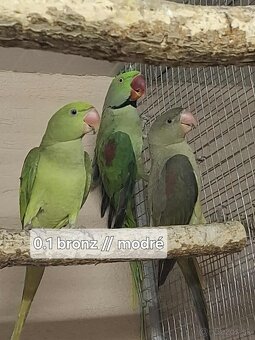 Alexander velký mutacia - 3