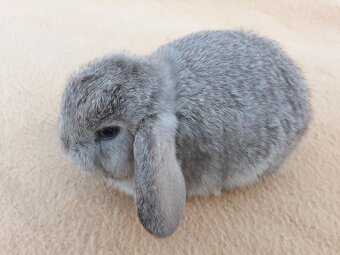 Zakrslý baranček - 3