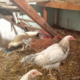 Predám kohútka MIX - 3