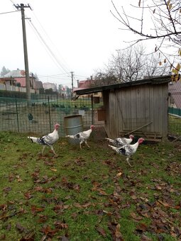 Moriak grolwický - 3