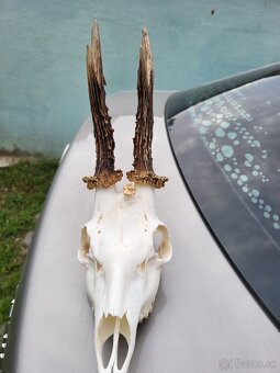 Úprava trofejí - 3