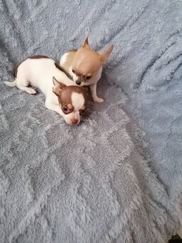 Čivava krátkosrstá - 3