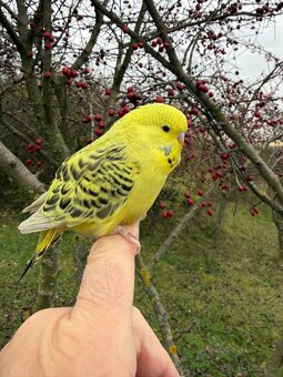 Andulka TCB mlada Maznačik - 3