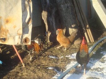 predam kohutou liliputky - 3