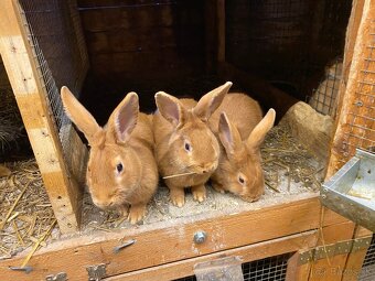 Burgundské králiky - 3