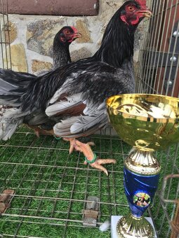 indická bojovnica - 3