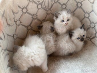 Predam cistokrvne Ragdoll maciatka - 3