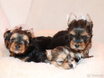Yorkshire Terrier, York, Jork, Yorkshirsky teriér, šteniatka - 3
