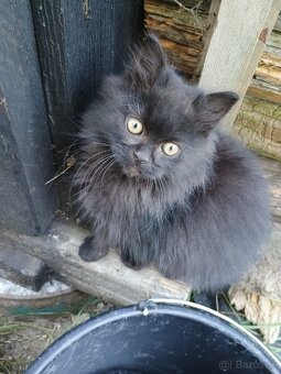 Chlpaté mačiatka - 3