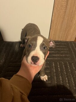 American Bully standart - 3