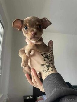 Čivava šteniatká 🐾 - 3