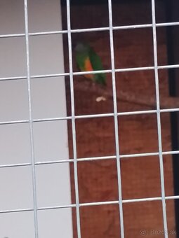 Papagaj senegalsky - 3