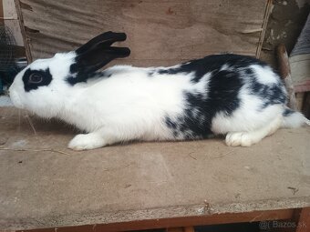 Predám králiky, zajace - 3