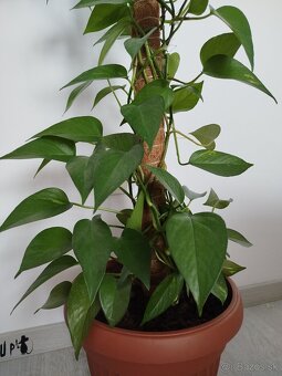Potosovec - 3