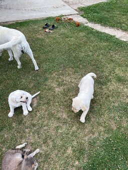 Labrador Šteniatko psík 11 týždňov - 3