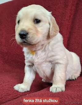 Predám Šteniatka Zlaty retriever-Golden retriever - 3