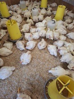 Brojlerove kurence - 3