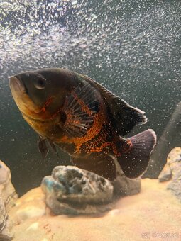 Ocelatus, cichlida pavia - 3