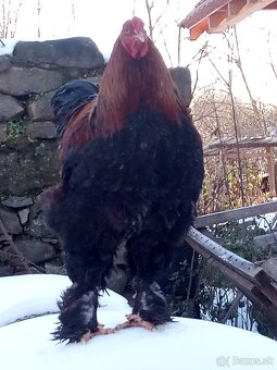 Kohút brahman jarabičí - 3